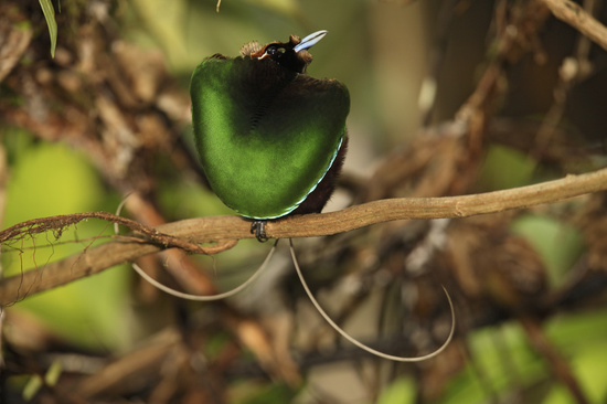 RareForestBirds (2)
